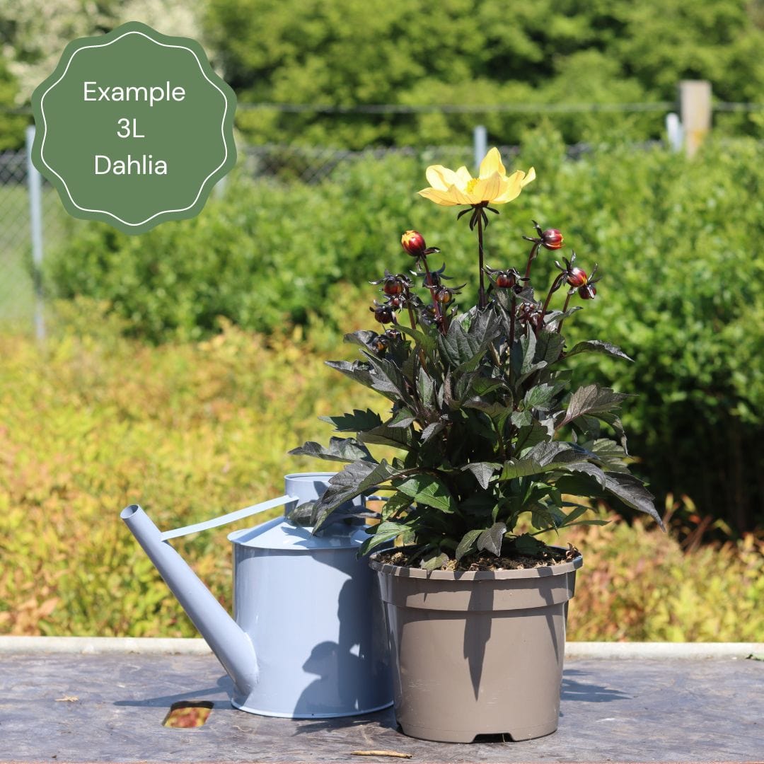 example_3l_dahlia_8db14bf8-f8aa-4780-b188-ff0c1097a4df